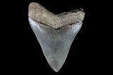 Serrated, Fossil Megalodon Tooth - Glossy Enamel #74760-2